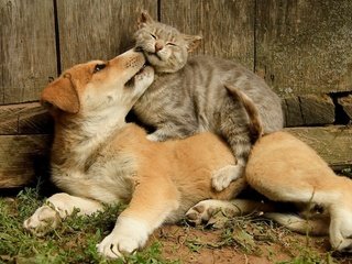 Обои кот, кошка, собака, щенок, дружба, друзья, cat, dog, puppy, friendship, friends разрешение 1920x1200 Загрузить