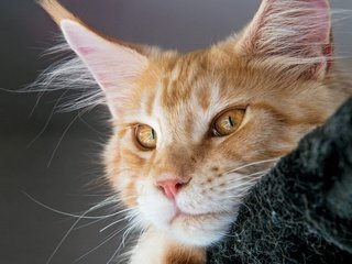 Обои кот, мордочка, усы, кошка, взгляд, рыжий, мейн-кун, cat, muzzle, mustache, look, red, maine coon разрешение 3566x3562 Загрузить