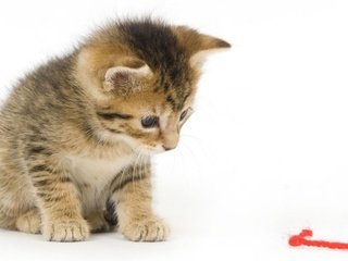 Обои кот, мордочка, усы, кошка, взгляд, котенок, нитка, cat, muzzle, mustache, look, kitty, thread разрешение 2560x1440 Загрузить