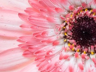 Обои макро, цветок, лепестки, розовая, гербера, macro, flower, petals, pink, gerbera разрешение 2048x1325 Загрузить