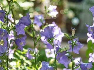 Обои цветы, лето, стебли, колокольчики, сиреневые, flowers, summer, stems, bells, lilac разрешение 2048x1152 Загрузить