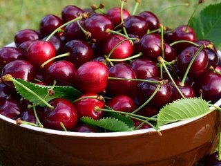 Обои листья, черешня, ягоды, вишня, чашка, миска, leaves, cherry, berries, cup, bowl разрешение 5184x2916 Загрузить