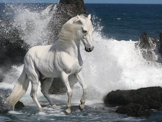 Обои лошадь, скалы, камни, море, прибой, конь, жеребец, скакун, horse, rocks, stones, sea, surf, stallion разрешение 1920x1080 Загрузить