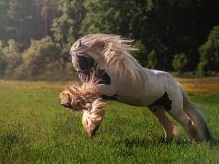 Обои лошадь, трава, деревья, луг, конь, грива, horse, grass, trees, meadow, mane разрешение 3679x2405 Загрузить