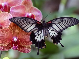 Обои макро, насекомое, фон, цветок, бабочка, крылья, орхидея, macro, insect, background, flower, butterfly, wings, orchid разрешение 5472x3648 Загрузить