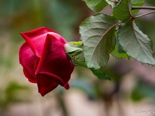 Обои листья, макро, фон, роза, лепестки, размытость, бутон, leaves, macro, background, rose, petals, blur, bud разрешение 2048x1347 Загрузить