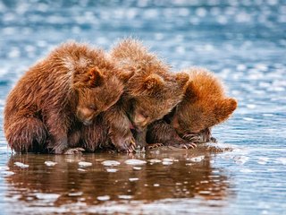 Обои вода, животные, медведи, трое, детеныши, медвежата, water, animals, bears, three, cubs разрешение 2048x1435 Загрузить