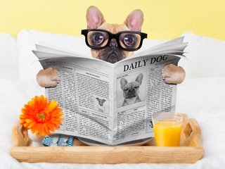 Обои очки, собака, юмор, газета, стакан, мопс, сок, glasses, dog, humor, newspaper, glass, pug, juice разрешение 3840x2560 Загрузить