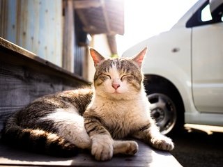 Обои кот, мордочка, усы, кошка, улица, отдых, cat, muzzle, mustache, street, stay разрешение 2048x1365 Загрузить