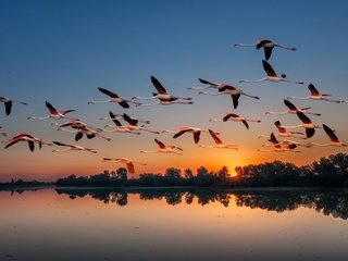 Обои озеро, перелет, природа, закат, полет, фламинго, крылья, птицы, стая, lake, flights, nature, sunset, flight, flamingo, wings, birds, pack разрешение 2069x1080 Загрузить