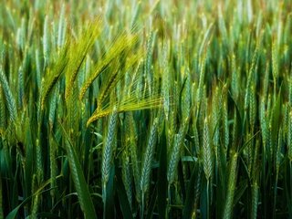 Обои природа, поле, колосья, пшеница, nature, field, ears, wheat разрешение 2048x1402 Загрузить