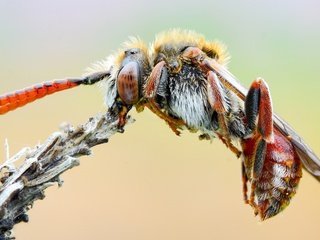 Обои природа, макро, насекомое, фон, растение, усики, пчела, оса, nature, macro, insect, background, plant, antennae, bee, osa разрешение 3587x2017 Загрузить