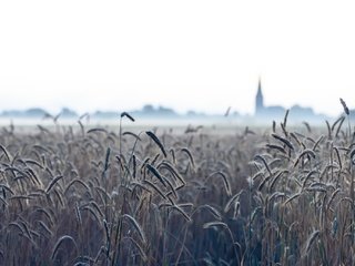 Обои природа, туман, поле, колосья, пшеница, nature, fog, field, ears, wheat разрешение 2048x1367 Загрузить