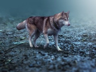 Обои природа, собака, прогулка, животное, хаски, ошейник, пес, хаска, nature, dog, walk, animal, husky, collar разрешение 2048x1263 Загрузить