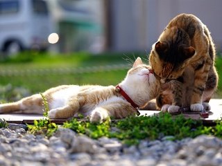 Обои природа, животные, кот, кошка, весна, любовь, пара, ласки, ухаживания, courtship, nature, animals, cat, spring, love, pair, affection разрешение 1920x1279 Загрузить