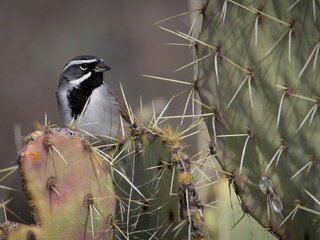 Обои птица, клюв, колючки, растение, кактус, овсянка, пустынная овсянка, bird, beak, barb, plant, cactus, oatmeal, desert oatmeal разрешение 2048x1152 Загрузить