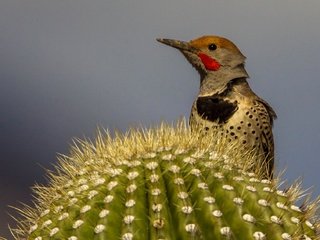 Обои птица, клюв, кактус, дятел, шилоклювый дятел, bird, beak, cactus, woodpecker, silkly woodpecker разрешение 2048x1266 Загрузить