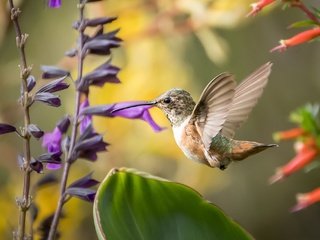 Обои цветы, птица, клюв, перья, окрас, колибри, перышки, flowers, bird, beak, feathers, color, hummingbird разрешение 2048x1365 Загрузить