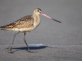 Обои птица, клюв, перья, пятнистый веретенник, веретенник, bird, beak, feathers, spotted black-tailed godwit, black-tailed godwit разрешение 2048x1152 Загрузить