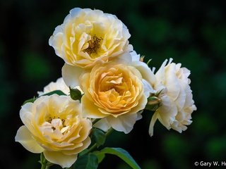 Обои цветы, бутоны, розы, лепестки, куст, желтые, flowers, buds, roses, petals, bush, yellow разрешение 2048x1365 Загрузить
