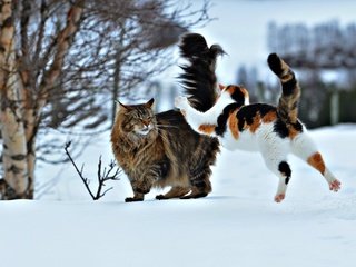 Обои снег, зима, ситуация, прыжок, коты, кошки, нападение, snow, winter, the situation, jump, cats, attack разрешение 2048x1364 Загрузить