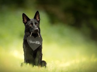 Обои собака, размытость, друг, охотник, немецкая овчарка, dog, blur, each, hunter, german shepherd разрешение 2048x1238 Загрузить