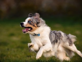 Обои собака, друг, австралийская овчарка, dog, each, australian shepherd разрешение 2048x1365 Загрузить