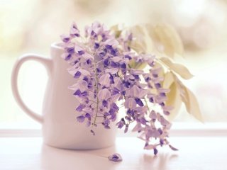 Обои цветы, соцветия, кисти, глициния, вистерия, flowers, inflorescence, brush, wisteria разрешение 2400x1600 Загрузить