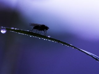 Обои трава, макро, насекомое, фон, капли, муха, grass, macro, insect, background, drops, fly разрешение 6016x4016 Загрузить