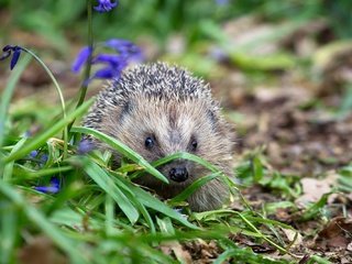 Обои цветы, трава, природа, ежик, еж, носик, flowers, grass, nature, hedgehog, spout разрешение 2000x1333 Загрузить