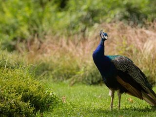 Обои трава, природа, поляна, птица, павлин, grass, nature, glade, bird, peacock разрешение 4719x2655 Загрузить