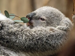 Обои ветка, листья, мордочка, животное, коала, сумчатые, branch, leaves, muzzle, animal, koala, marsupials разрешение 3192x2640 Загрузить