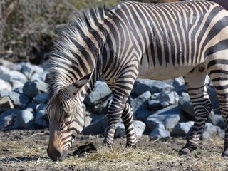 Обои камни, зебра, животные, stones, zebra, animals разрешение 1920x1080 Загрузить