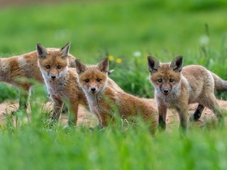 Обои зелень, взгляд, мордочки, лисята, лисы, greens, look, faces, cubs, fox разрешение 4900x2768 Загрузить