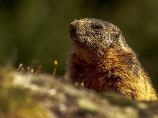 Обои животные, мордочка, сурок, грызуны, animals, muzzle, marmot, rodents разрешение 4342x2443 Загрузить