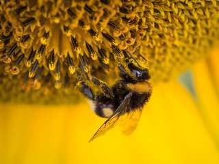 Обои макро, насекомое, цветок, подсолнух, пчела, пыльца, шмель, macro, insect, flower, sunflower, bee, pollen, bumblebee разрешение 4858x2809 Загрузить