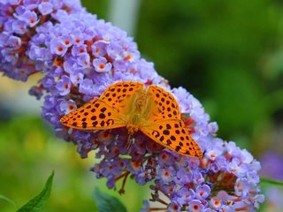 Обои цветы, насекомое, бабочка, крылья, размытость, flowers, insect, butterfly, wings, blur разрешение 3000x1855 Загрузить