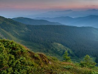 Обои трава, горы, растения, лес, карпаты, grass, mountains, plants, forest, carpathians разрешение 4000x2400 Загрузить