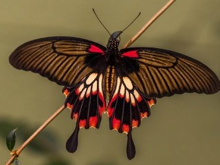 Обои насекомое, парусник, бабочка, крылья, мотылек, insect, sailboat, butterfly, wings, moth разрешение 2048x1320 Загрузить