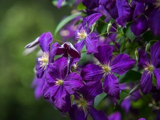 Обои цветы, лепестки, клематис, ломонос, клематисы, flowers, petals, clematis разрешение 2048x1152 Загрузить