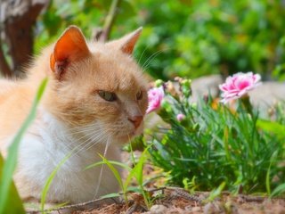 Обои цветы, трава, кот, мордочка, усы, кошка, взгляд, flowers, grass, cat, muzzle, mustache, look разрешение 2962x1877 Загрузить
