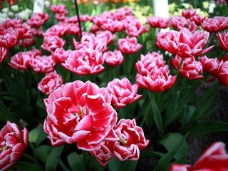 Обои цветы, лепестки, весна, тюльпаны, flowers, petals, spring, tulips разрешение 2048x1365 Загрузить
