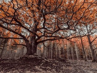 Обои деревья, дерево, лес, ветки, ветви, осень, trees, tree, forest, branches, branch, autumn разрешение 2560x1641 Загрузить