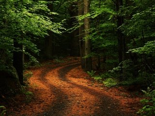 Обои дорога, деревья, природа, зелень, лес, поворот, road, trees, nature, greens, forest, turn разрешение 2560x1600 Загрузить