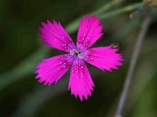 Обои фон, цветок, лепестки, размытость, гвоздика, background, flower, petals, blur, carnation разрешение 2511x1641 Загрузить