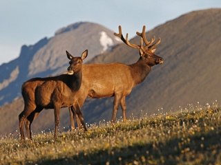 Обои горы, природа, рога, олени, олень благородный, вапити, mountains, nature, horns, deer, wapiti разрешение 2048x1275 Загрузить