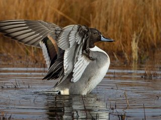 Обои крылья, водоем, птица, клюв, перья, утка, шилохвость, wings, pond, bird, beak, feathers, duck, pintail разрешение 2048x1152 Загрузить