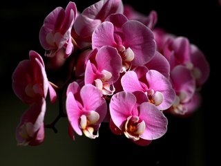 Обои цветы, лепестки, черный фон, орхидея, flowers, petals, black background, orchid разрешение 2048x1365 Загрузить