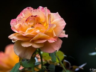 Обои цветы, бутоны, макро, фон, розы, роза, лепестки, flowers, buds, macro, background, roses, rose, petals разрешение 2048x1185 Загрузить