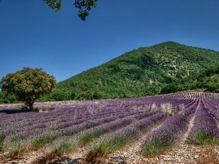 Обои небо, цветы, дерево, поле, лаванда, холм, the sky, flowers, tree, field, lavender, hill разрешение 2500x1560 Загрузить